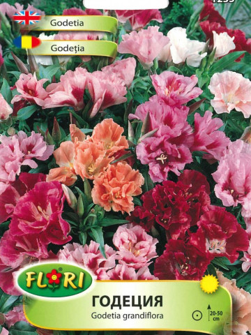 AZALEE DE GRADINA - 0.5 g - Seminte Flori Godetia Grandiflora | AZALEE DE GRADINA de la Florian