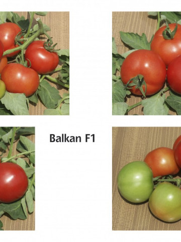 Balkan F1 (2500 seminte) de rosii timpurii Semideterminate bulgaresti profesionale, Geosem