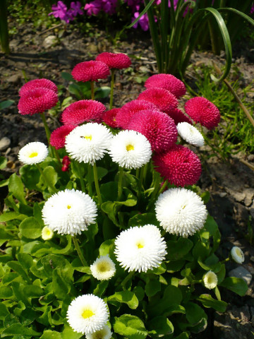 Banutei Pomponette Mix (0.6 gr) seminte Paralute mix, Horti Tops