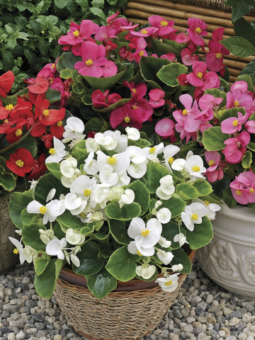 Begonia mix (0.01 gr) seminte de plante anuale cu flori albe, roz si rosii, Agrosem