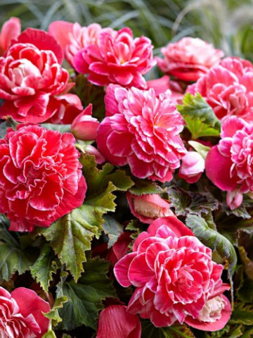 Begonie Camelia (3 bulbi), floare mare, culoare roz cu alb, bulbi de flori