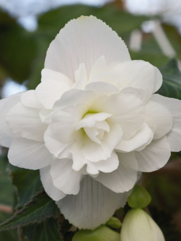 Begonie Ilumination White (2 bulbi), floare culoare alb, semicurgatoare, bulbi de flori