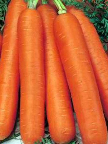 Berlicum (1 kg) seminte morcovi soi semi-tardiv, Agrosem