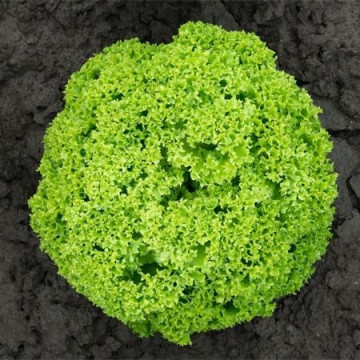 Biondonna - 5000 sem - Seminte drajate si pregerminate de salata ce se preteaza a fi cultivata pe toata perioada anului cu frunze crete si crocante de un verde deschis de la Bejo