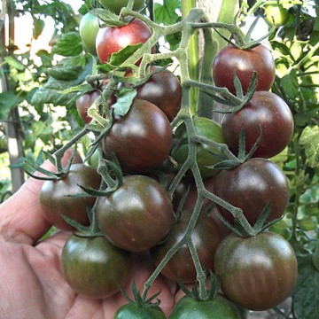 Black Cherry (80 seminte) rosii cherry negre soi nedeterminat timpuriu, Agrosem