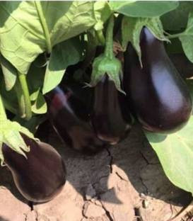 Black Enorma F1 (1000 seminte) de vinete cu fructe oval-alungite de culoare negru stralucitor ajungand la o greutate de 650 grame si rezistenta buna la temperaturi ridicate, Takii Seeds