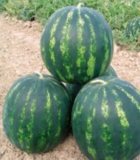 Bonta F1 (250 seminte) pepene verde tip Crimson, Seminis