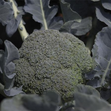 Burney F1 - 1000 sem - Seminte de broccoli ce formeaza inflorescente rotunde solide si structura fina cu o buna rezistenta la boli de la Bejo