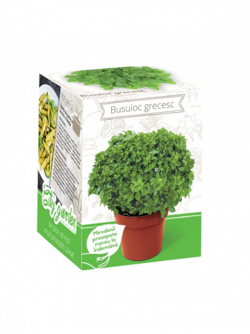 Busuioc grecesc - Kit plante aromatice