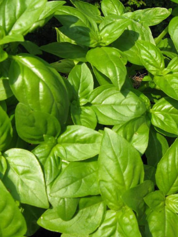 Busuioc verde Genovese (1 kg), seminte de planta aromatica, Agrosem