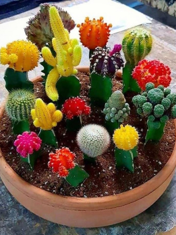 Cactus mix (0.05 g) seminte de cactusi mici, de forme si marimi diferite, Agrosem