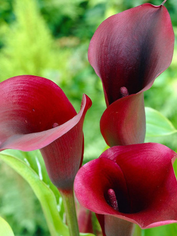 Cala Black Star (1 bulb), floare mare, culoare visiniu, bulbi de flori