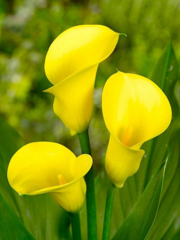 Cala Summersun (1 bulb) floare mare, culoare galben, bulbi de flori