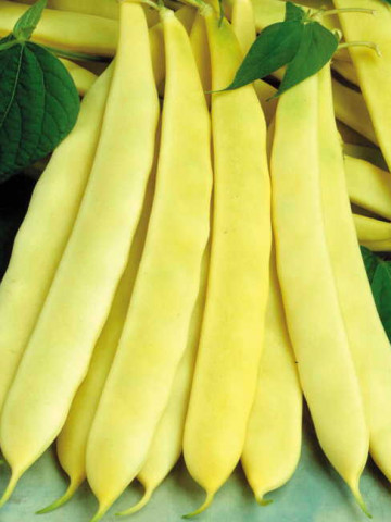 Capitano (1 kg) seminte de fasole pitica cu pastaie lata Capitano, Opal