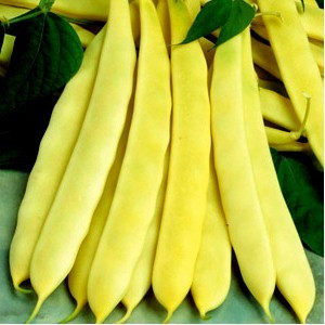 Capitano Fasole Pitica cu Pastaie Lata - 80 gr - Seminte de Fasole Pitica cu Pastaie Lata Capitano de la Opl