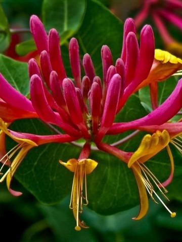 Caprifoi Lonicera Goldflame (1 m in ghiveci de 2 L), tufa ornamentala cataratoare "Mana Maicii Domnului" cu flori foarte parfumate, roz cu galben-portocaliu