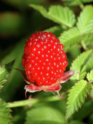 Capsun-Zmeur Japonez, butasi de arbusti fructiferi cu fructe mari, rosii, cu gust delicios dulce-acrisor, Yurta