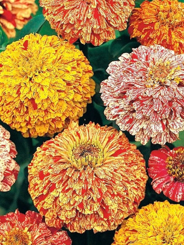 Carciumarese elegans marmorate mix (90 seminte) de flori carciumareasa mix, Agrosem