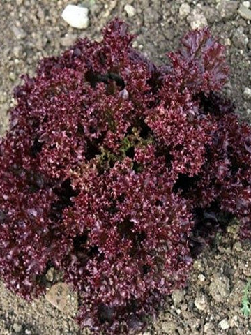 Carmesi - 1000 sem - Seminte drajate de salata creata rosie ce se poate planta atat in camp deschis cat si in spatii protejate primavara vara si toamna cu o perioada de vegetatie de 30-45 de zile  de la Rijk Zwaan