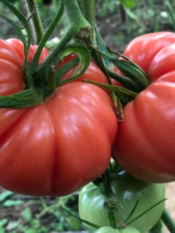 Cassarosa F1 (500 seminte) tomate crete - costate, culoare roz - violet nedeterminate, Yuksel