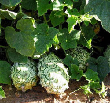 Castraveti africani Kiwano (4 seminte) planta anuala cataratoare, fructe pentru salate, deserturi, muraturi, Agrosem