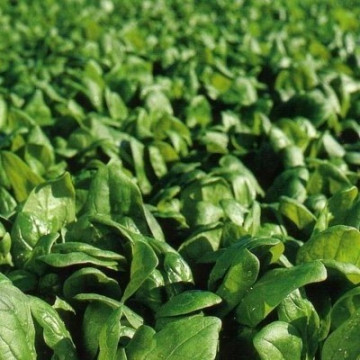 Celesta F1 - 20 grame - Seminte de spanac cu crestere rapida si frunza de culoare verde-inchis deosebit de productiv de la Florian