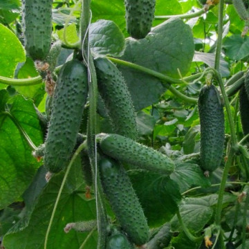 Chaikovsky F1 - 250 sem - Seminte de castraveti culoare verde inchis fructe cilindrice tepi fini pentru sere si solarii de la Rijk Zwaan