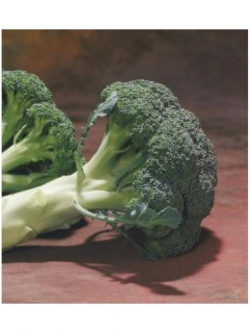 Chevalier F1 (1000 seminte) broccoli semitimpuriu, Seminis