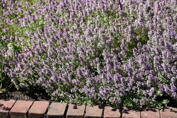 Cimbrisor - Lamaioara (0.2 gr) seminte de cimbru de camp, planta aromatica si decorativa, Agrosem