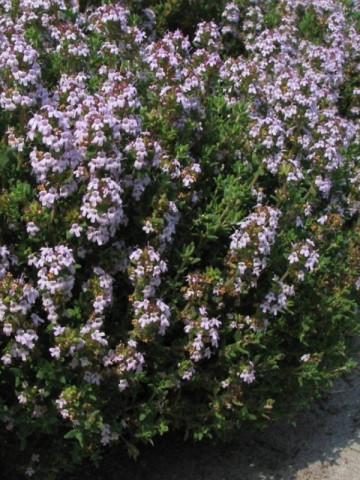 Cimbru de camp sau Lamaioara (Thymus vulgaris) - 0.5 gr - Seminte de Cimbru de camp de la Opal