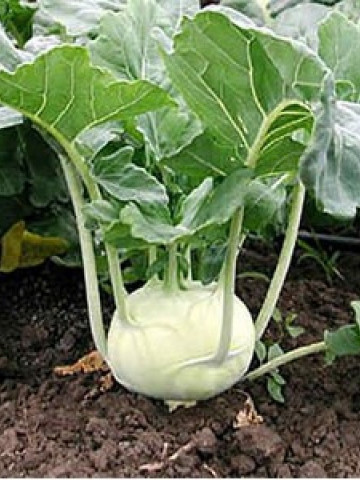 Cindy F1 (1000 seminte) gulie (gulioare) cu foliaj sanatos pozitie verticala chiar si in conditii de lumina redusa cu bulb aplatizat de culoare verde fara tendinta de lignificare, Rijk Zwaan