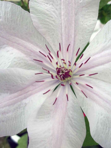 Clematita Jan Pawel II, tufa ornamentala cataratoare Clematis, cu flori mari, deosebite, colorate in alb-cremos cu o dunga roz deschis pe mijloc si stamine rosii, Yurta