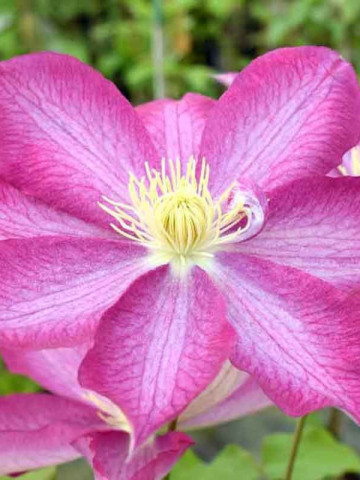 Clematite Asao (1.5 m in ghiveci de 2 L), tufa ornamentala cataratoare Clematis, hibrid japonez cu flori mari, colorate in roz aprins si alb