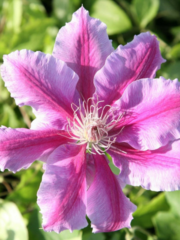 Clematite Doctor Ruppel (1.5 m in ghiveci de 2 L) , tufa ornamentala cataratoare Clematis, cu flori mari, usor gofrate, colorate in doua nuante de roz