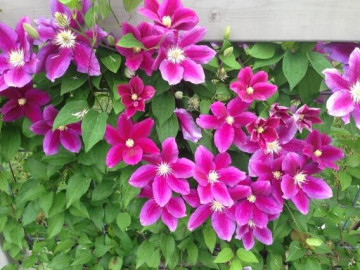 Clematite Hania (ghiveci 2 L) cu flori unice bicolore atractive rosu-violet catifelat viu, cu o margine roz pal cataratoare Clematis