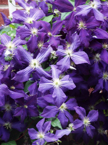 Clematite Jackmanii (1.5 m in ghiveci de 2 L), tufa ornamentala cataratoare Clematis, cu flori mari, cu patru petale colorate in nuante de albastru-mov