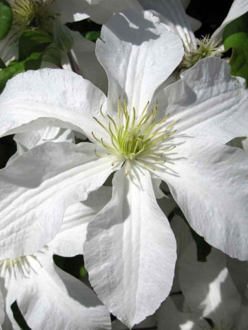 Clematite John Huxtable (1.5 m in ghiveci de 2 L) tufa ornamentala cataratoare Clematis, cu flori mari, albe si stamine galbene