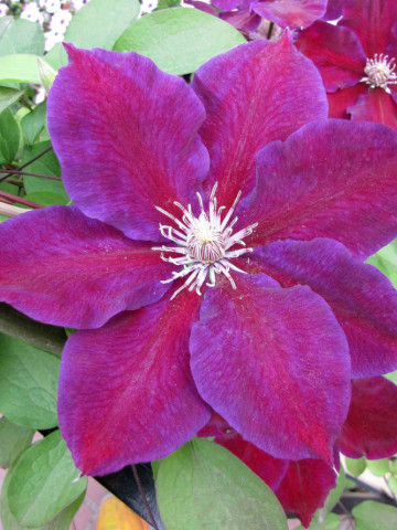 Clematite Julka (1.5 m in ghiveci de 2 L) cu flori mari, catifelate, colorate in violet-albastrui cu purpuriu, tufa ornamentala cataratoare Clematis