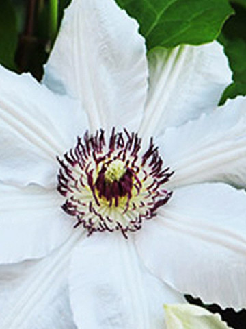 Clematite Krolowa Jadwiga (1.5 m in ghiveci de 2 L), tufa ornamentala cataratoare Clematis, cu flori matasoase, albe si stamine purpurii
