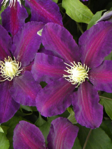 Clematite Lech Kaczynski (1.5 m in ghiveci de 2 L) cu petale rosu visinii spectaculoase, cataratoare Clematis