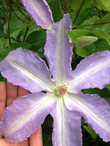 Clematite Lech Walesa (1.5 m in ghiveci de 2 L), tufa ornamentala cataratoare Clematis, hibrid medaliat cu aur, cu flori mari, colorate in violet si alb