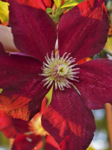 Clematite Mazowsze (1.5 m in ghiveci de 2 L), tufa ornamentala cataratoare Clematis, hibrid cu flori mari, catifelate, de culoare roz-rosiatic si sepale galbene