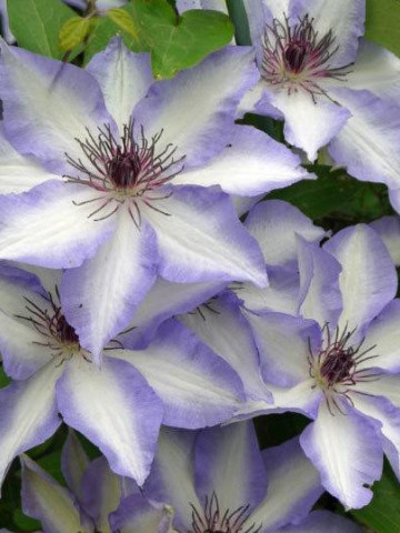Clematite Misayo (1.5 m in ghiveci de 2 L), tufa ornamentala cataratoare Clematis, hibrid japonez cu flori mari, intr-o combinatie speciala de roz-violet pe margini si alb-roz in centrul petalelor