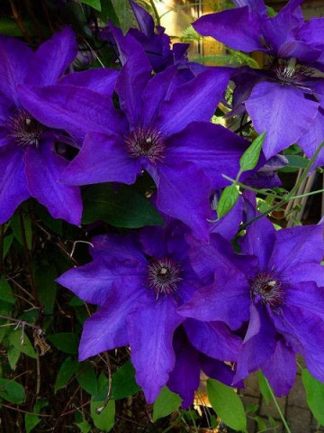 Clematite Moniuszko (1.5 m in ghiveci de 2 L), tufa ornamentala cataratoare Clematis, hibrid polonez cu flori mari, catifelate, de culoare mov inchis
