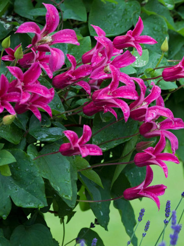 Clematite Princess Diana (1.5 m in ghiveci de 2 L), tufa ornamentala cataratoare Clematis, cu flori uimitoare in forma de lalea de culoare roz stralucitor si fructe pufoase decorative toamna si iarna