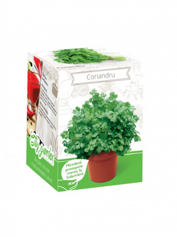 Coriandru - Kit plante aromatice
