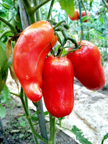 Corno de Andes- Peru (30 seminte) rosii gigant cu aspect de corn mare, soi heirloom al incasilor, Peru