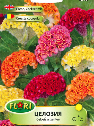 Creasta Cocosului 2 - Seminte Flori Creasta Cocosului de la Florian
