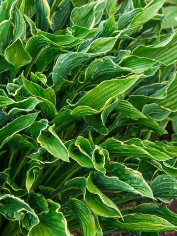 Crin de toamna Hosta Praying Hands (ghiveci 1,5 L), planta decorativa cu frunze verzi deosebite, inaltate in sus