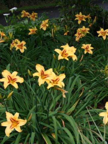 Crin Hemerocallis Bonanza (ghiveci 1,5 L), crin de o zi cu flori superbe galben-aurii si centrul purpuriu inchis